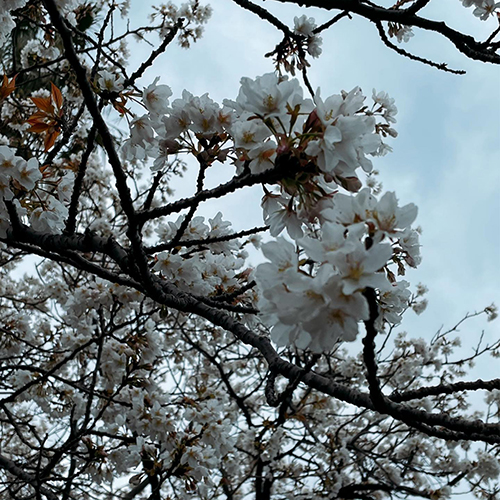 お休みのお知らせ