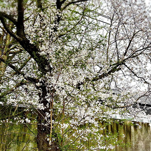 「お休みのお知らせ」明日4/7(火)は家具納品の為、終日お休みとさせていただきます。急なお知らせとなり、申し訳ございません。